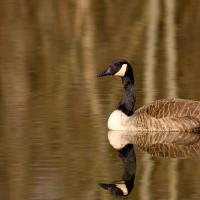 Oie bernache du canada