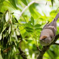 Fauvette à tête noir