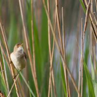 Rousserolle efffarvatte